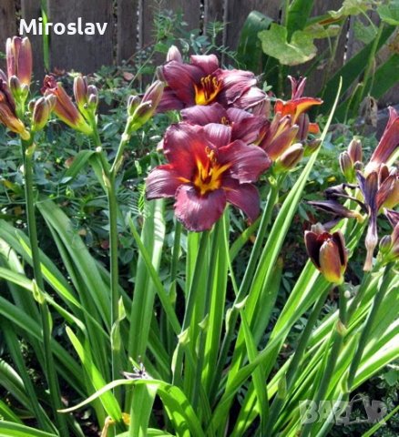 Хамерокалис (Дневна лилия), снимка 5 - Градински цветя и растения - 37211431