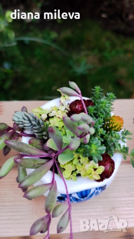 Гърнета аранжирани със сукуленти!, снимка 2 - Декорация за дома - 52496408