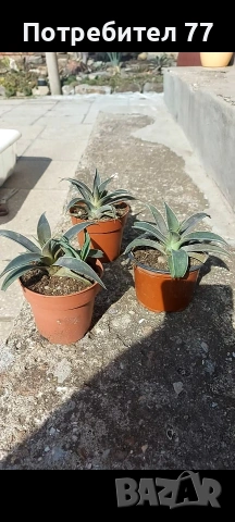 Мангаве/Mangave/ lavender lady, снимка 3 - Стайни растения - 54086857