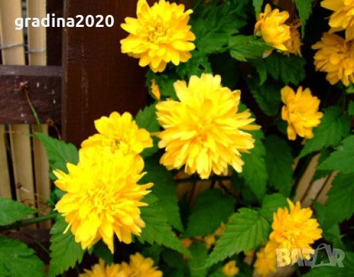 Керия Японика / Kerria Japonica, снимка 3 - Градински цветя и растения - 30333979