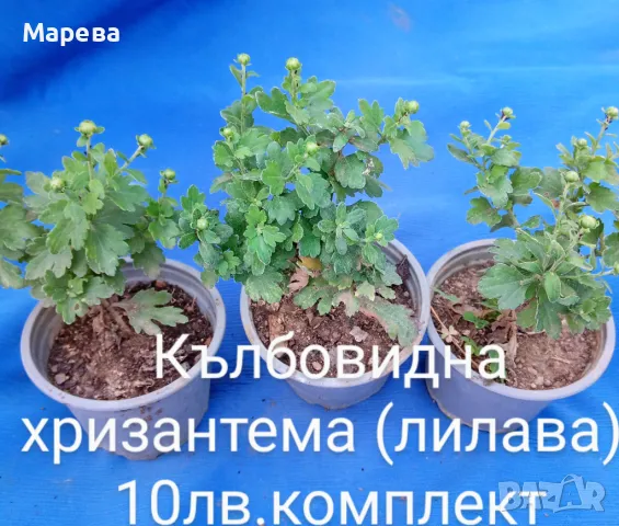 Цветя микс,външни основно и някои вътрешни. Цени на снимки , снимка 2 - Други - 47358248