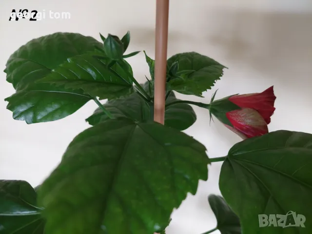 Китайска роза 20-25 лв., снимка 3 - Стайни растения - 49127632