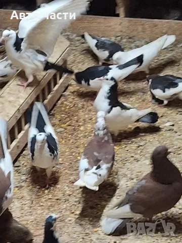 пазарджишки високолетачи със добри постижения , снимка 5 - Гълъби - 49029534