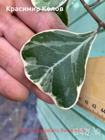 Фикуси различни видове, декоративни растения 