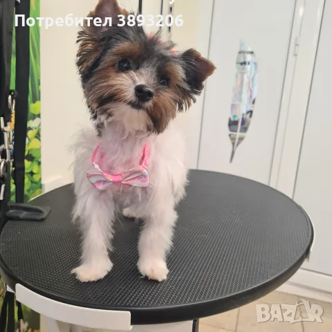 Йоркширски териер- бивер, снимка 4 - Други - 56509144