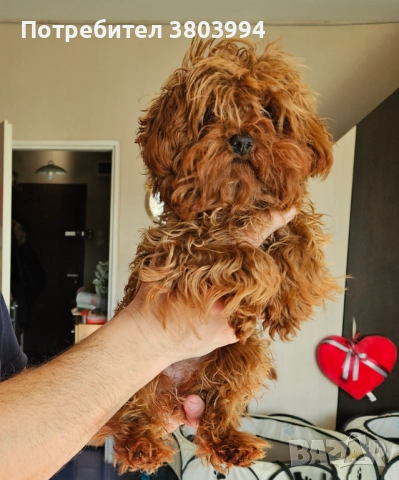 Червен тйи къп / той пудел момиченце на 7 месеца. , снимка 6 - Пудели - 52935122