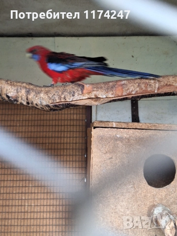 Червени пенантови розели 