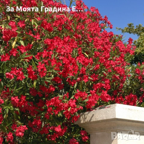 Зокум - Олеандър, снимка 8 - Градински цветя и растения - 54108958