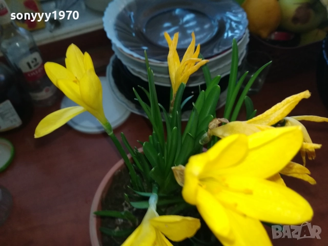 ЦВЕТЯ В САКСИЯ 1910251229, снимка 8 - Градински цветя и растения - 52105462