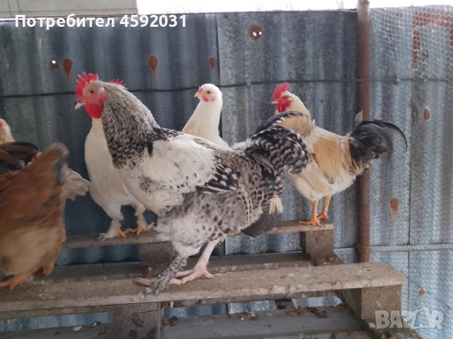 Петлета, снимка 7 - Кокошки и пуйки - 52930601