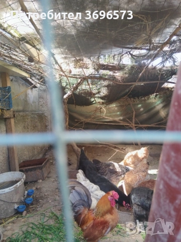 Продавам японско петле, снимка 2 - Кокошки и пуйки - 54332060