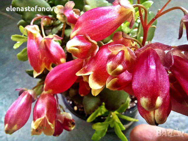 Комплект от две сортови каланхоета 