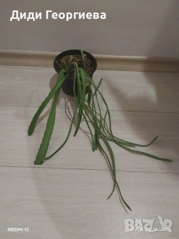 Стайни растения за дома и офиса , снимка 2 - Стайни растения - 54056040