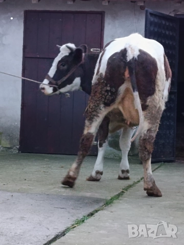 Продавам бременни юници , снимка 5 - Крави - 52893447