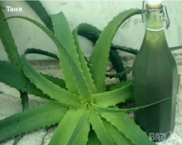 Тригодишно лечебно растение алое Вера , снимка 4 - Стайни растения - 36654510