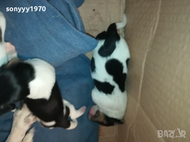 ДЖАК РЪСЕЛ-БЕБЕТА ПО 250ЛВ 1508251800, снимка 5 - Джак ръсел териер - 51378172