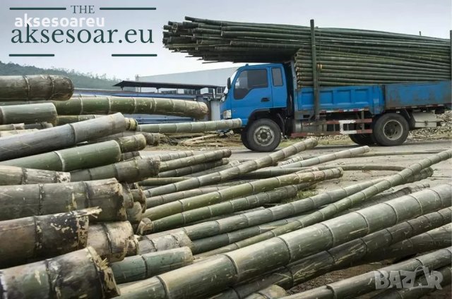 100 броя редки бамбукови семена зелен бамбук Moso-Bamboo мосо бамбо растение за декорация украса за , снимка 13 - Сортови семена и луковици - 37711335