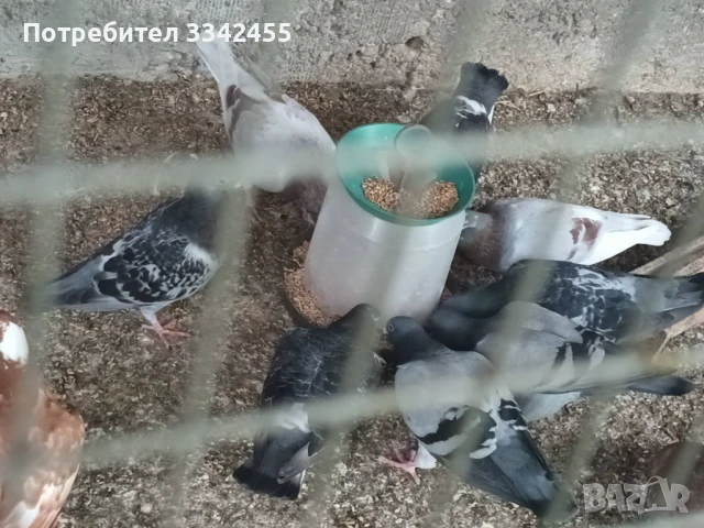 Пощенски гълъби, снимка 6 - Гълъби - 51025275