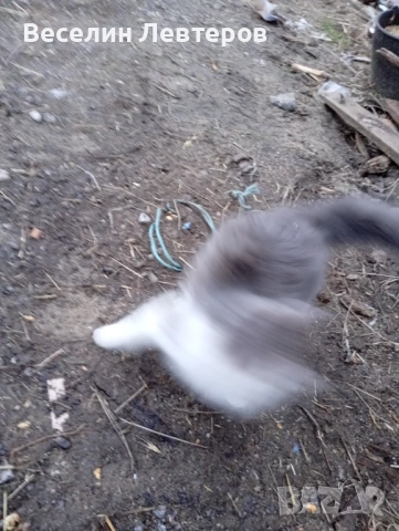 Продавам две котета , снимка 2 - Руска синя котка - 53160786