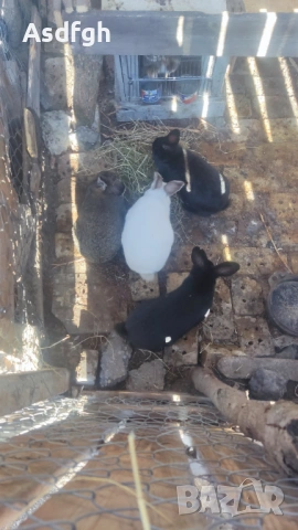 Зайци, снимка 3 - За гризачи - 51627208