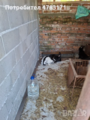 Зайци пеперуда и великан, снимка 4 - Други животни - 54326738