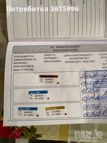 Кавалер Кинг Чарлз, снимка 8 - Кавалер кинг чарлз шпаньол - 55951804