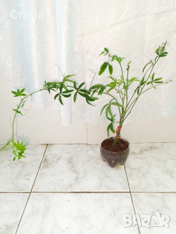 Пасифлора, бял Бенджамин, Сансевиера, мексиканска мента, Копривка , снимка 8 - Градински цветя и растения - 51170707