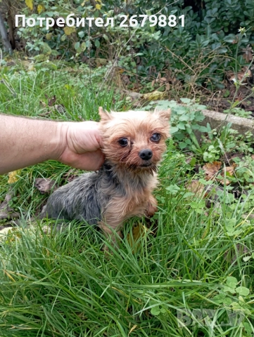Мини йорки момиче на 3 години , снимка 2 - Йоркширски териер - 52472270