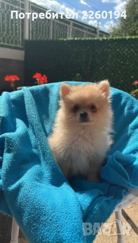 Померан Померанче , снимка 1