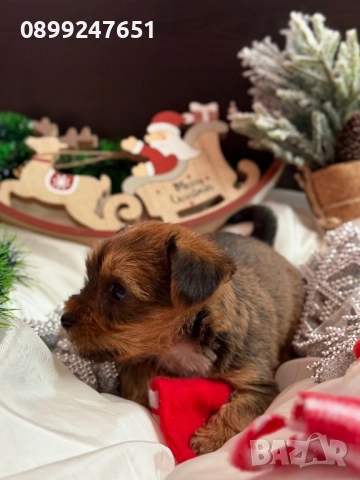 Йоркширски териер , снимка 3 - Йоркширски териер - 52857786