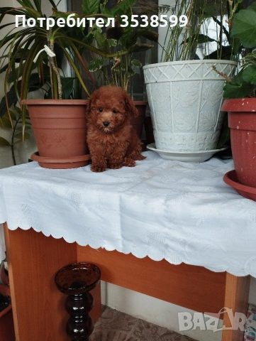 Мини Пуделчета., снимка 2 - Пудели - 52898082