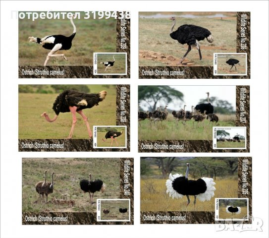 Чисти блокове Фауна Птици Щрауси 2020 от Тонго, снимка 1 - Филателия - 37606487