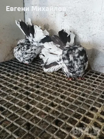 Фенерлии, снимка 3 - Гълъби - 49350695