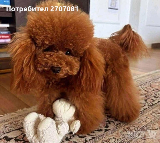 Той пудел, снимка 7 - Пудели - 53082817