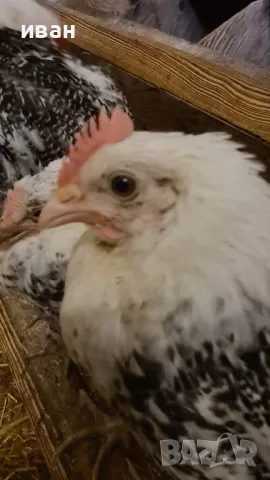 Фризийска чайка-петлета на различна възраст, снимка 2 - Кокошки и пуйки - 49418018