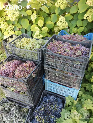 Продавам грозде за вино или ракия, снимка 3 - Домашни напитки - 56172923