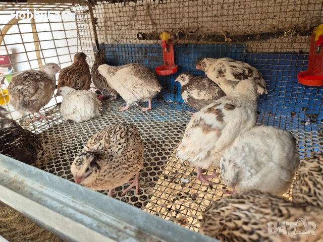 Яйца от Оъдоъдъци Кръстоска, снимка 3 - Други - 54246066