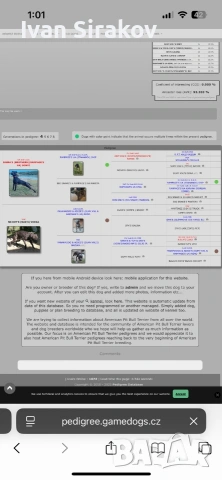 питбулчета от най-добрите разплодници в Европа , снимка 8 - Питбул - 54317331