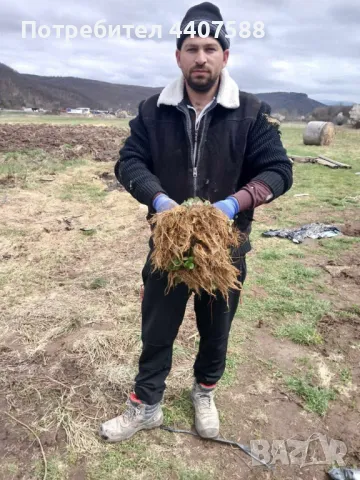 Разсад ягоди и малини , снимка 10 - Разсади - 49802462