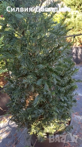 Тис, снимка 7 - Градински цветя и растения - 52501681