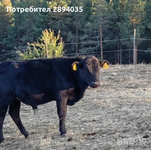 свободни телета от 20 дни до 2 години , снимка 8 - Крави - 55996835