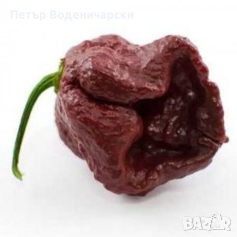 Люта чушка. Семена от шестте най-лютите чушки на планетата : 1. Каролина Рийпър (Carolina Reaper) Ср, снимка 6 - Други - 37772178