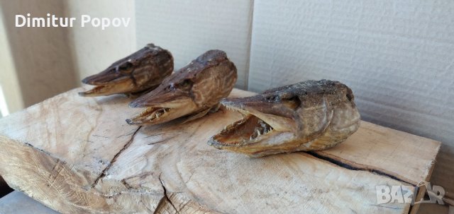 Глави от Щуки, снимка 5 - Други - 44431886