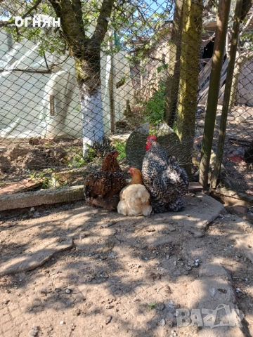 Свободно трио мини кохин, снимка 2 - Кокошки и пуйки - 54180975