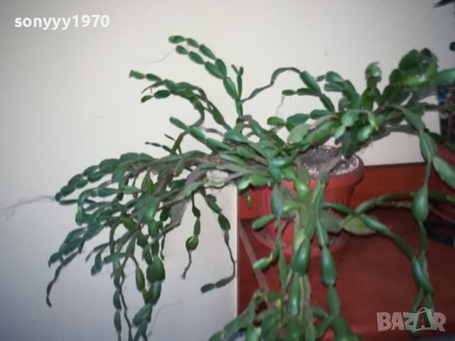 ЦВЕТЕ В САКСИЯ-КОЛЕДАРЧЕ 1802240754, снимка 7 - Стайни растения - 44348218