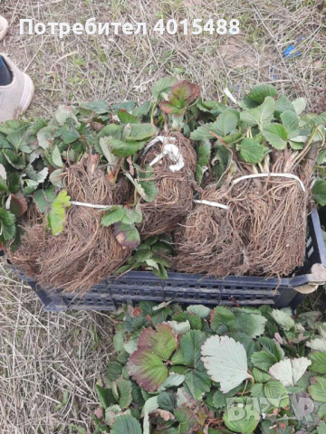 Prodavam korencheta celogodishni qgodi 2 sorta Selva i Ostara, снимка 4 - Разсади - 44673206