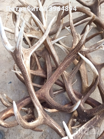 рога от благороден елен , снимка 2 - Декорация за дома - 53884072