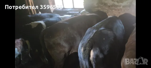 Телета Копривщица , снимка 8 - Крави - 54306693
