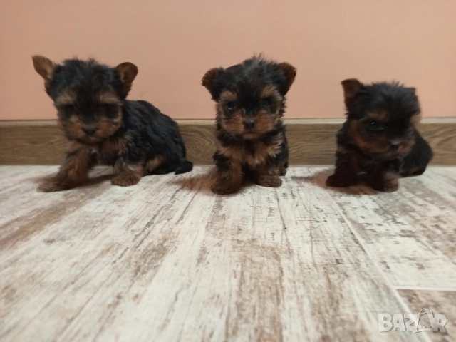 Йоркширски териер , снимка 4 - Йоркширски териер - 53011984