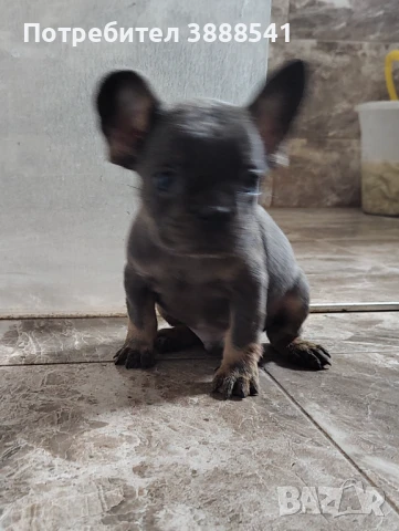 Елитни френски булдоци родени на 23.08., снимка 6 - Френски булдог - 43655613